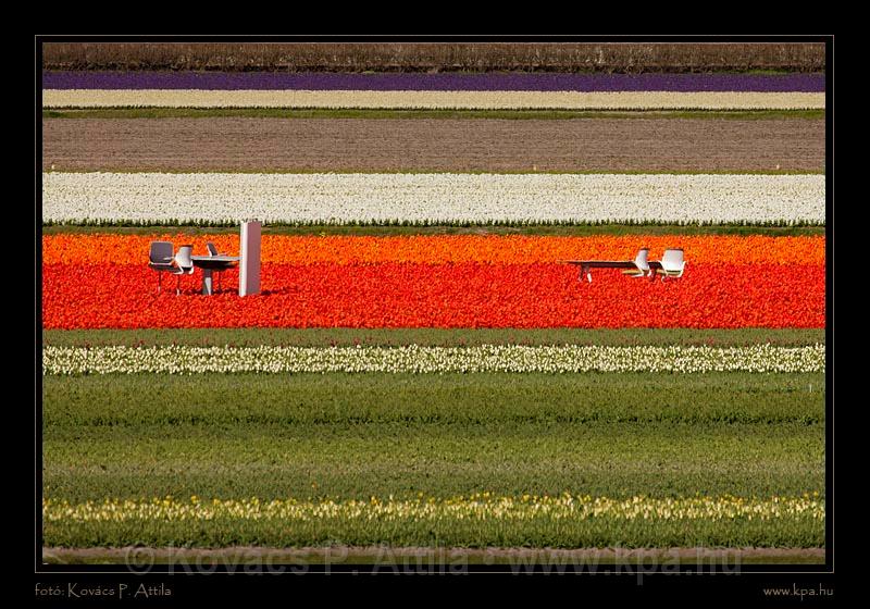 Keukenhof Hollandia 065.jpg